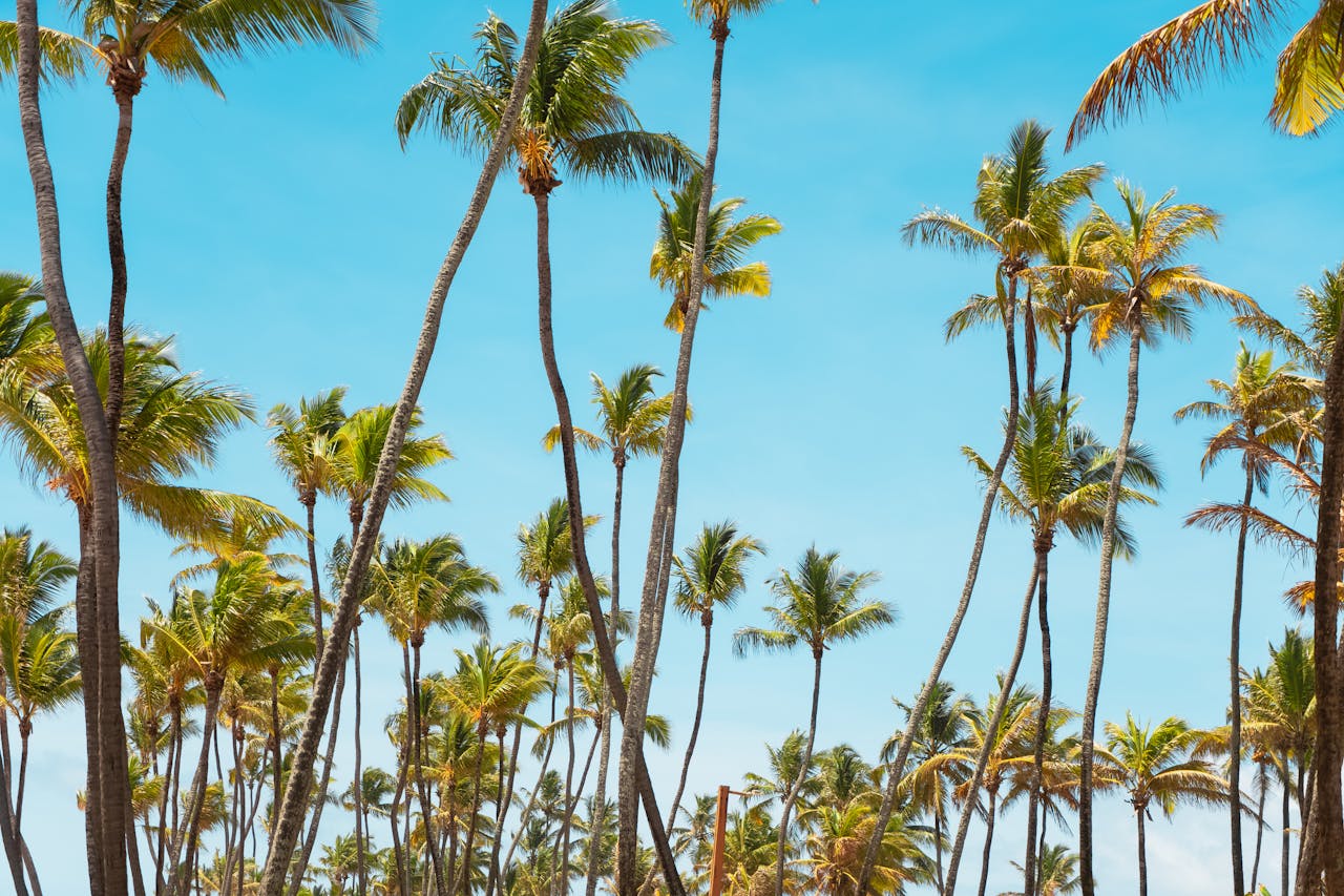Offerings Tall palm trees reaching towards a vibrant blue sky, evoking a tropical and exotic summer vibe.