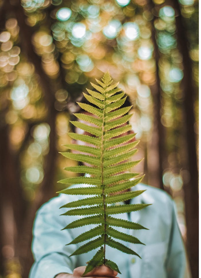 Unrecognizable person holds a fern leaf in focus against a bokeh background.